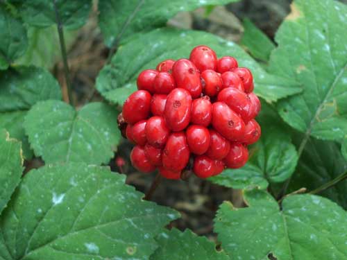 Health Benefits Of Korean Ginseng